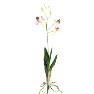DENDROBIUM ORCHID 15" WHITE AND PURPLE