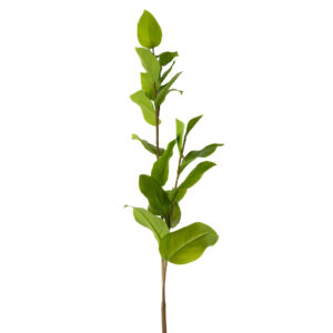 SALAL LEAF SPRAY 45" GREEN