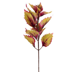 COLEUS STEM 18" ( 3 COLORS )