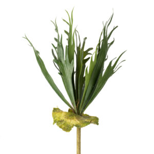 STAGHORN FERN 20" GREEN