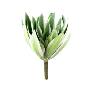 ECHEVERIA PICK 6" GREEN AND CREAM