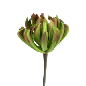 SWOOP SUCCULENT 8" GREEN AND BURGUNDY