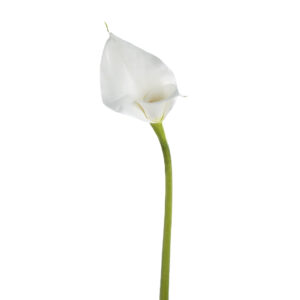 CALLA LILLY WHITE ( 2 SIZES )