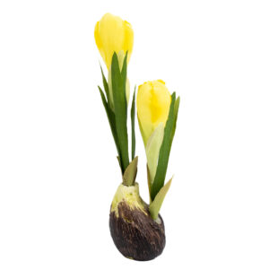 CROCUS PLANT WITH BULB 7.5" ( 3 COLORS )