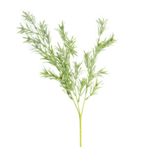 ROSEMARY BRANCH 26" GREEN