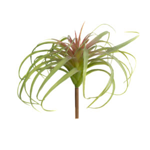 TILLANDSIA 10" SAGE AND RED