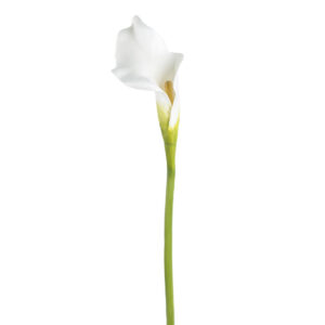 CALLA LILLY 20.5" TWO TONE WHITE