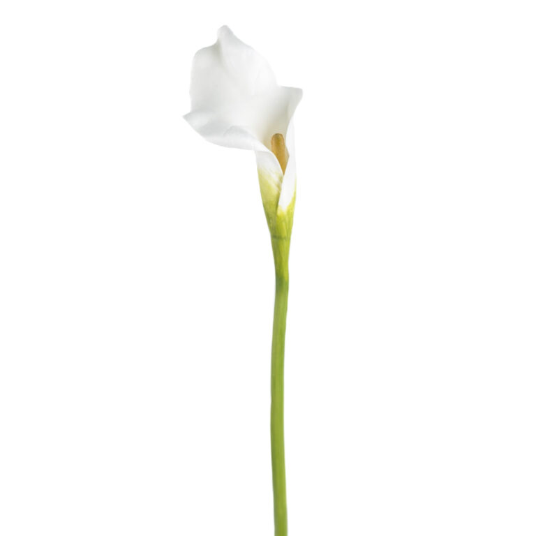 wp-image-0e573c_873cbaf5974b4f64a2bfad4766f034f7mv2