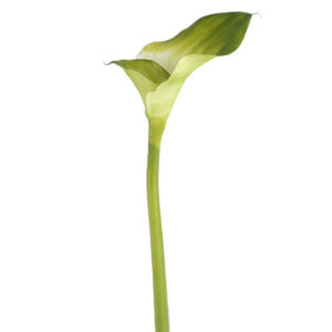 CALLA LILLY 34" GREEN