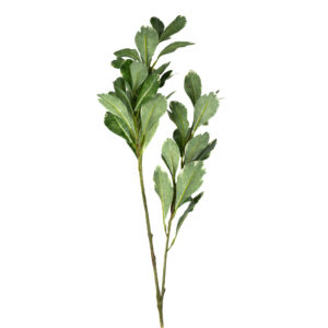 BRANCH PITTOSPORUM 30" GREEN