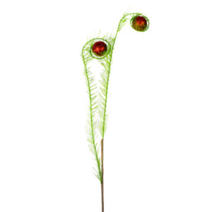 BALL CURL SPRAY 31" GREEN AND RED