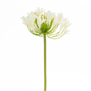 AGAPANTHUS 34" WHITE