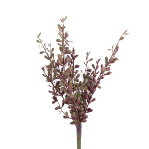 SUCCULENT BABY TEARS 12.5" PURPLE