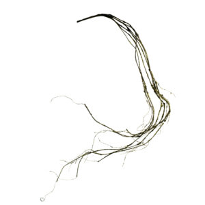 TWIG VINE 54" BROWN AND GREEN