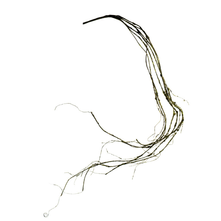 wp-image-0e573c_a450e64509f846d585f1230c34258270mv2