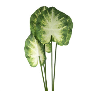 CALADIUM PLANT BUSH 32" CREAM AND GREEN