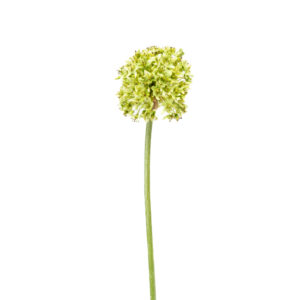 ALLIUM MOUNT EVEREST 27" LIGHT GREEN