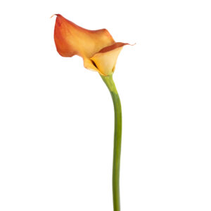 CALLA LILLY BURNT ORANGE ( 2 SIZES )