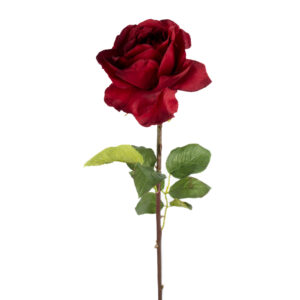 ROSE DUTCHES OPEN 20" RED