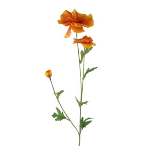 COSMO SPRAY 23" ( 2 COLORS )