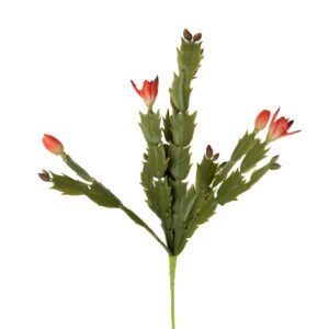 CHRISTMAS CACTUS 12" RED