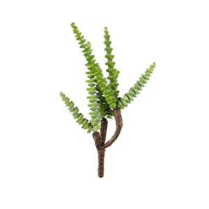 STRING OF BUTTONS CRASSULA PICK 11.5" GREEN